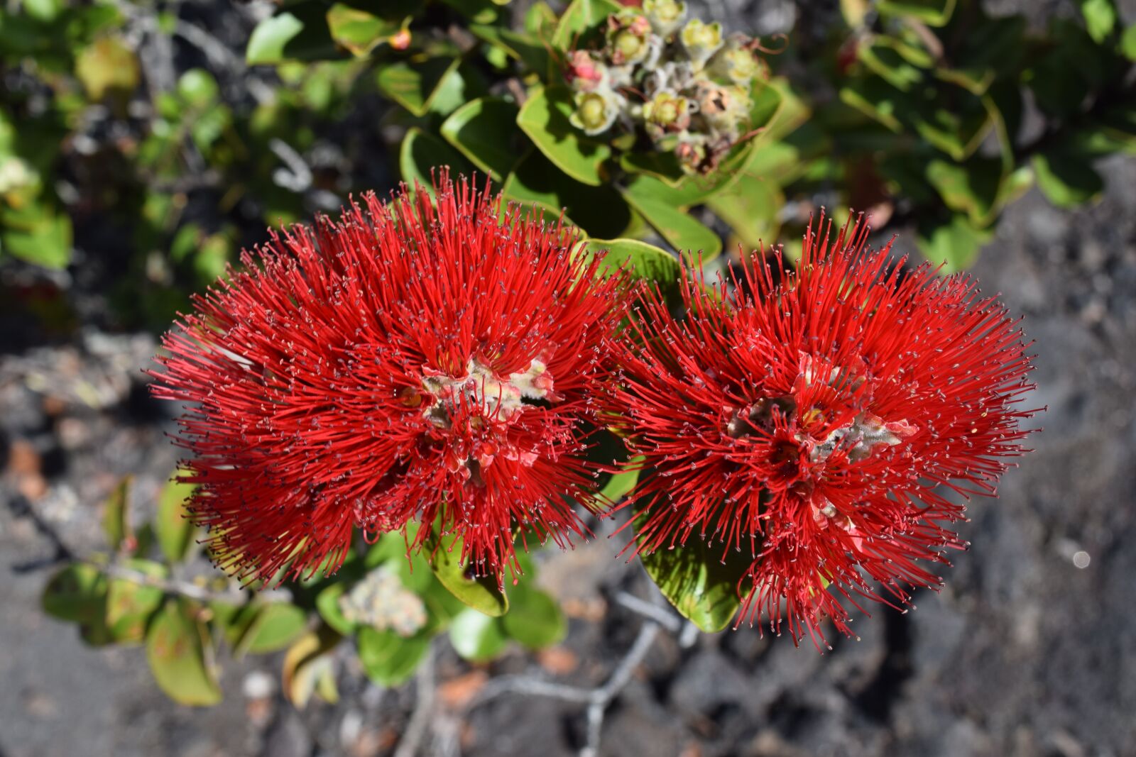 Nikon D3300 sample photo. Nature, beautiful, flower photography