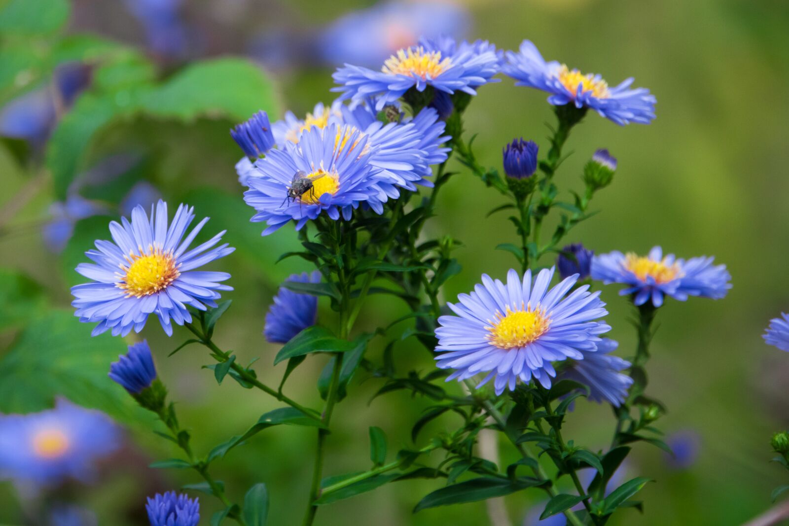 Sony Cyber-shot DSC-RX10 III sample photo. Nature, plant, flower photography