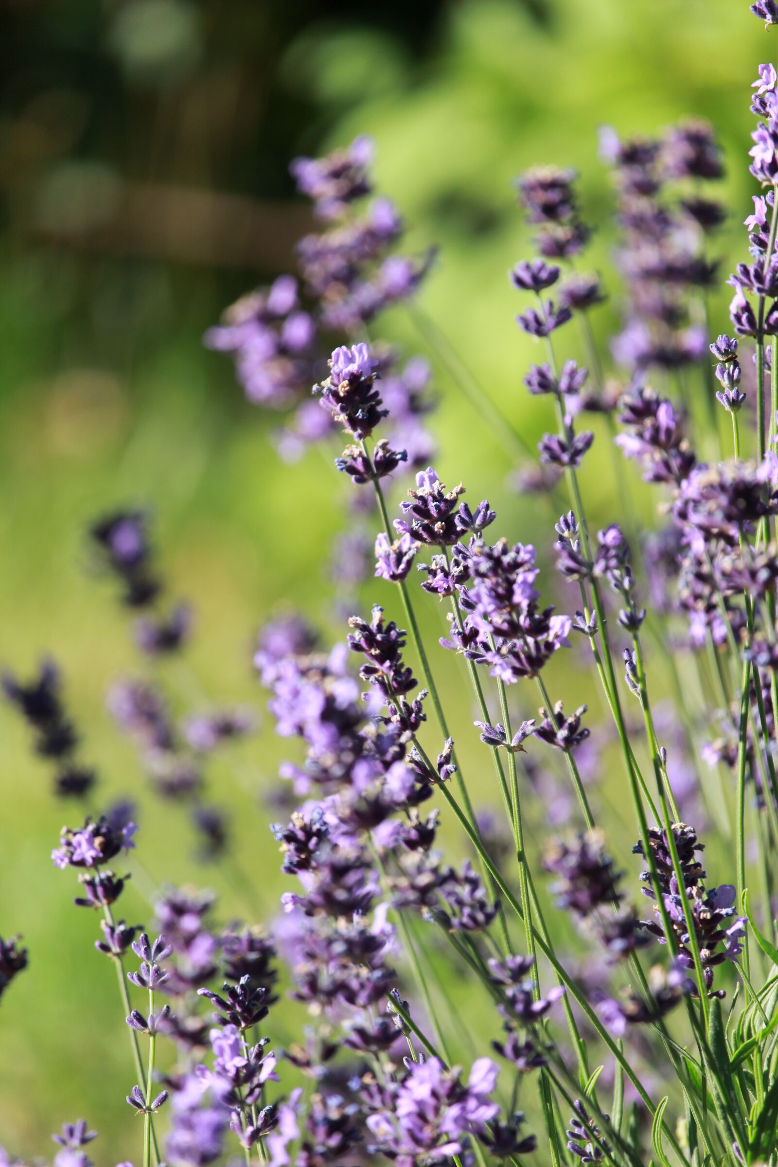 Canon EOS 700D (EOS Rebel T5i / EOS Kiss X7i) sample photo. Lavender, blue, summer photography