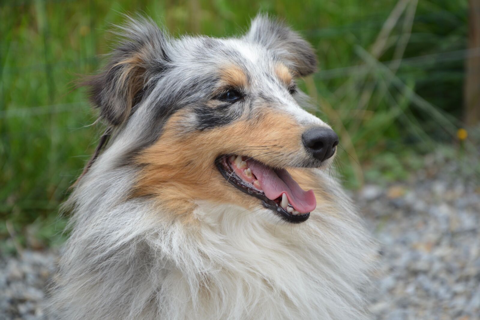 Nikon D5200 sample photo. Dog, shetland sheepdog, profile photography