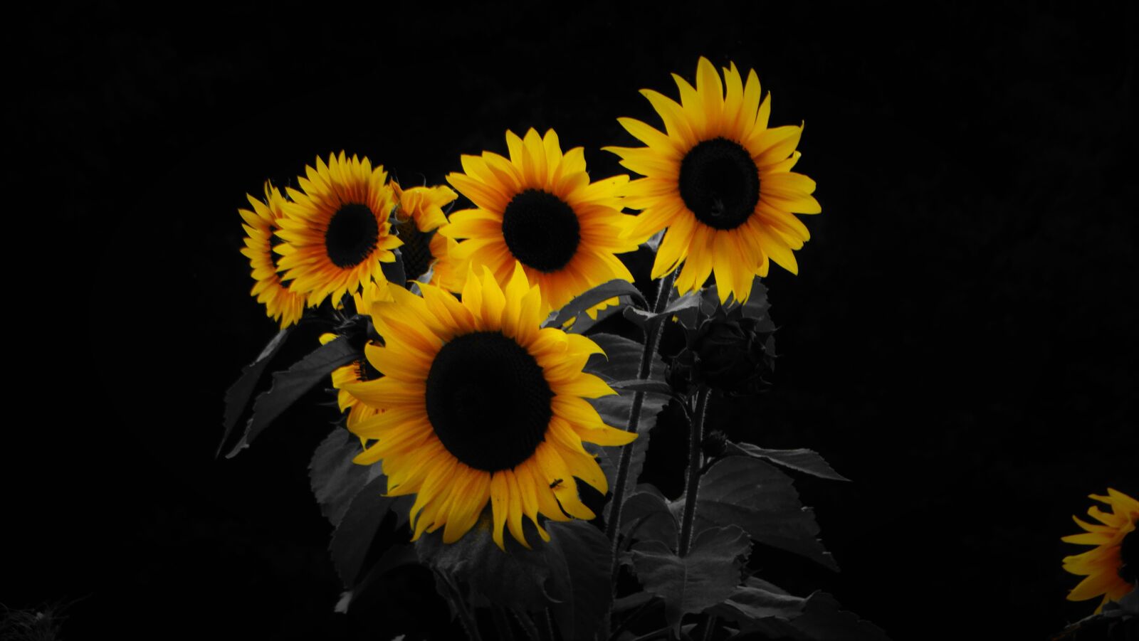 Sony Cyber-shot DSC-HX300 sample photo. Flower, plant, spring photography