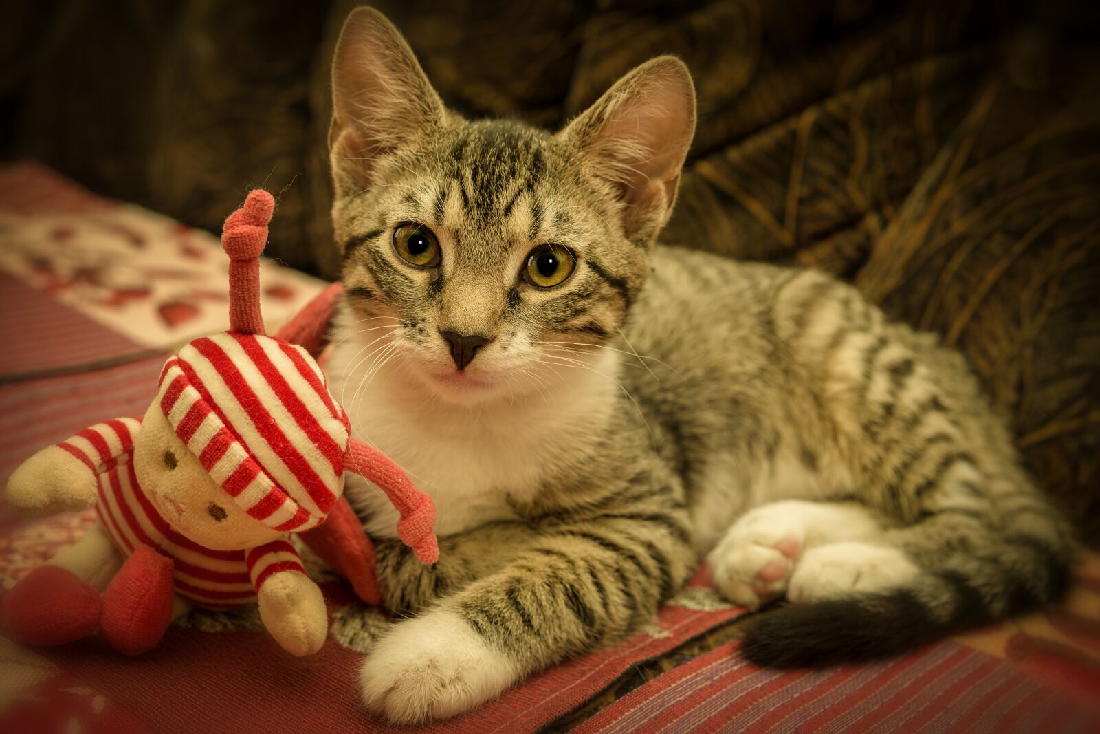 Sony a6000 sample photo. Cat, mackerel, lying photography