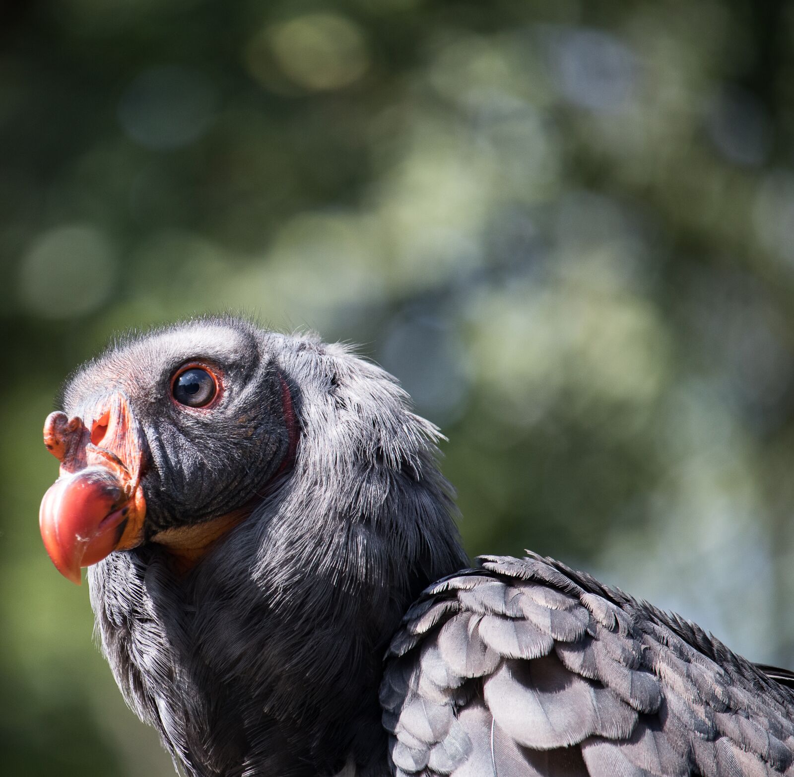 Canon EF-S 55-250mm F4-5.6 IS STM sample photo. Vulture, raptor, bird photography