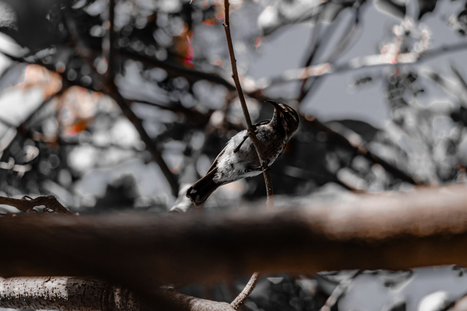 Canon EOS R6 II sample photo
