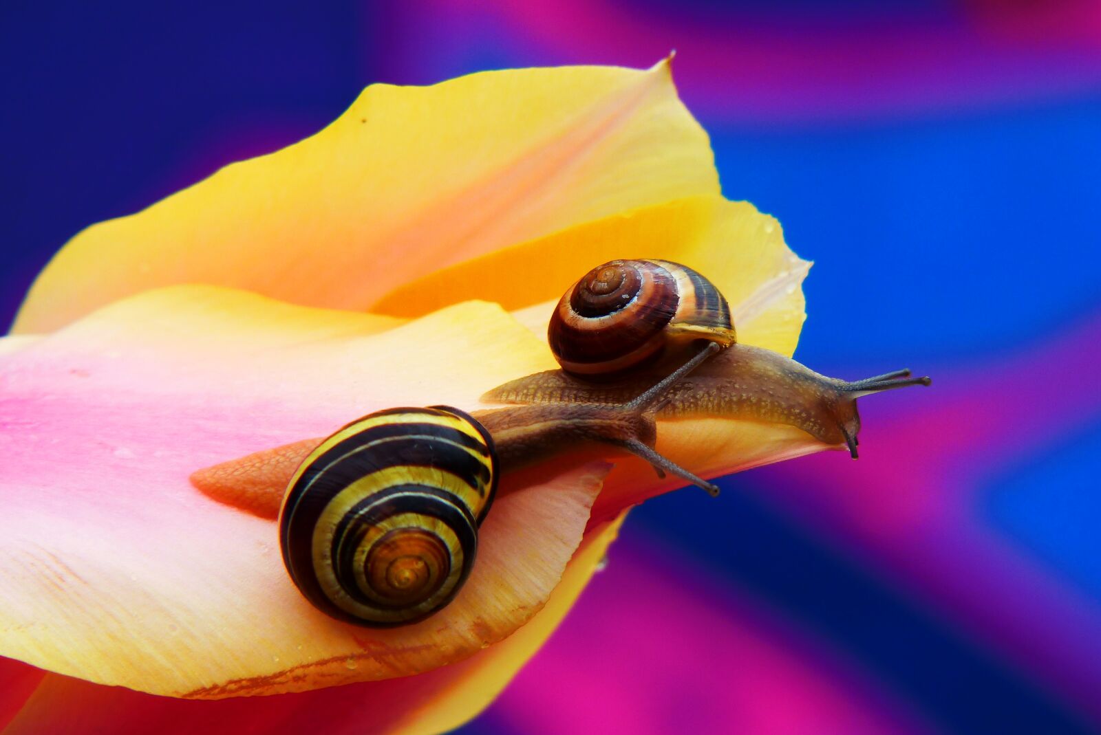 Panasonic Lumix DMC-FZ200 sample photo. Wst yki gajowe, molluscs photography
