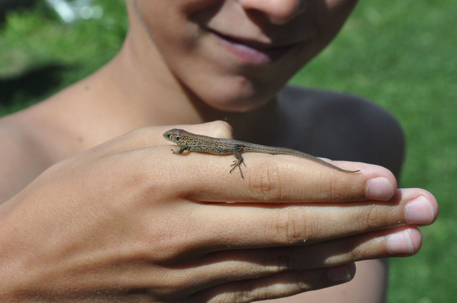 Nikon D90 sample photo. The lizard, hi, mammal photography