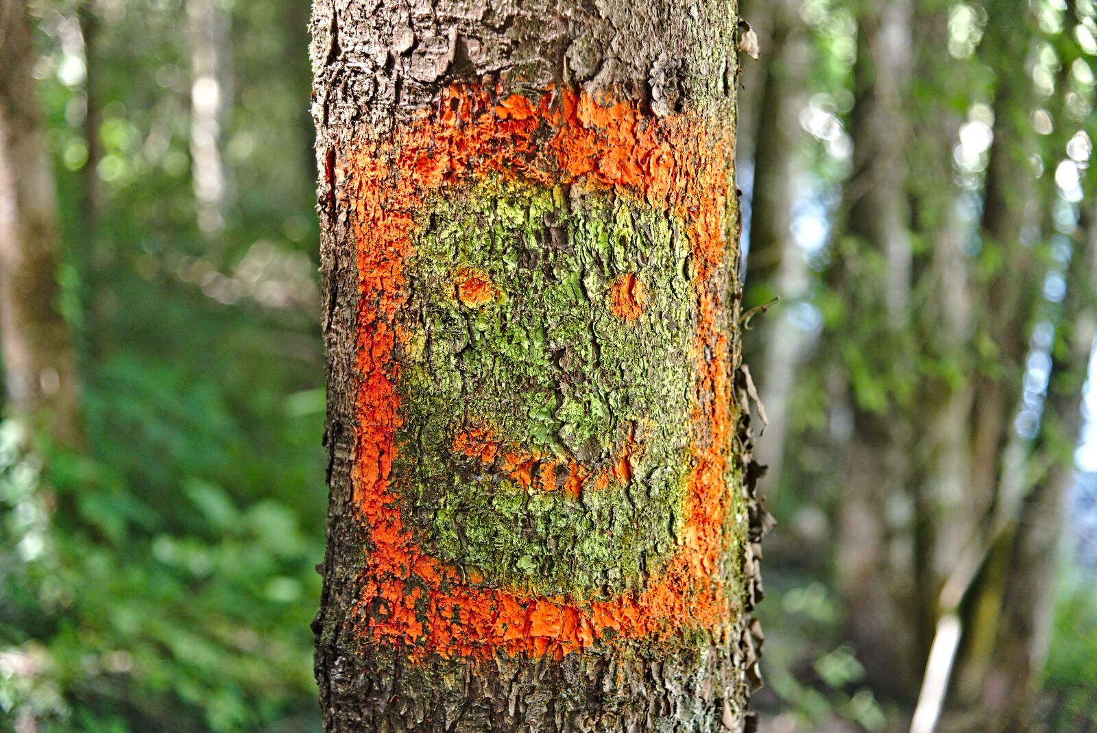 Nikon D750 sample photo. Log, forest, trees photography