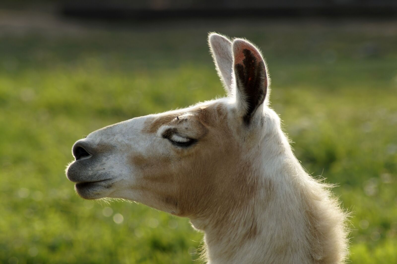 Sony SLT-A58 sample photo. Lama, lama head, head photography