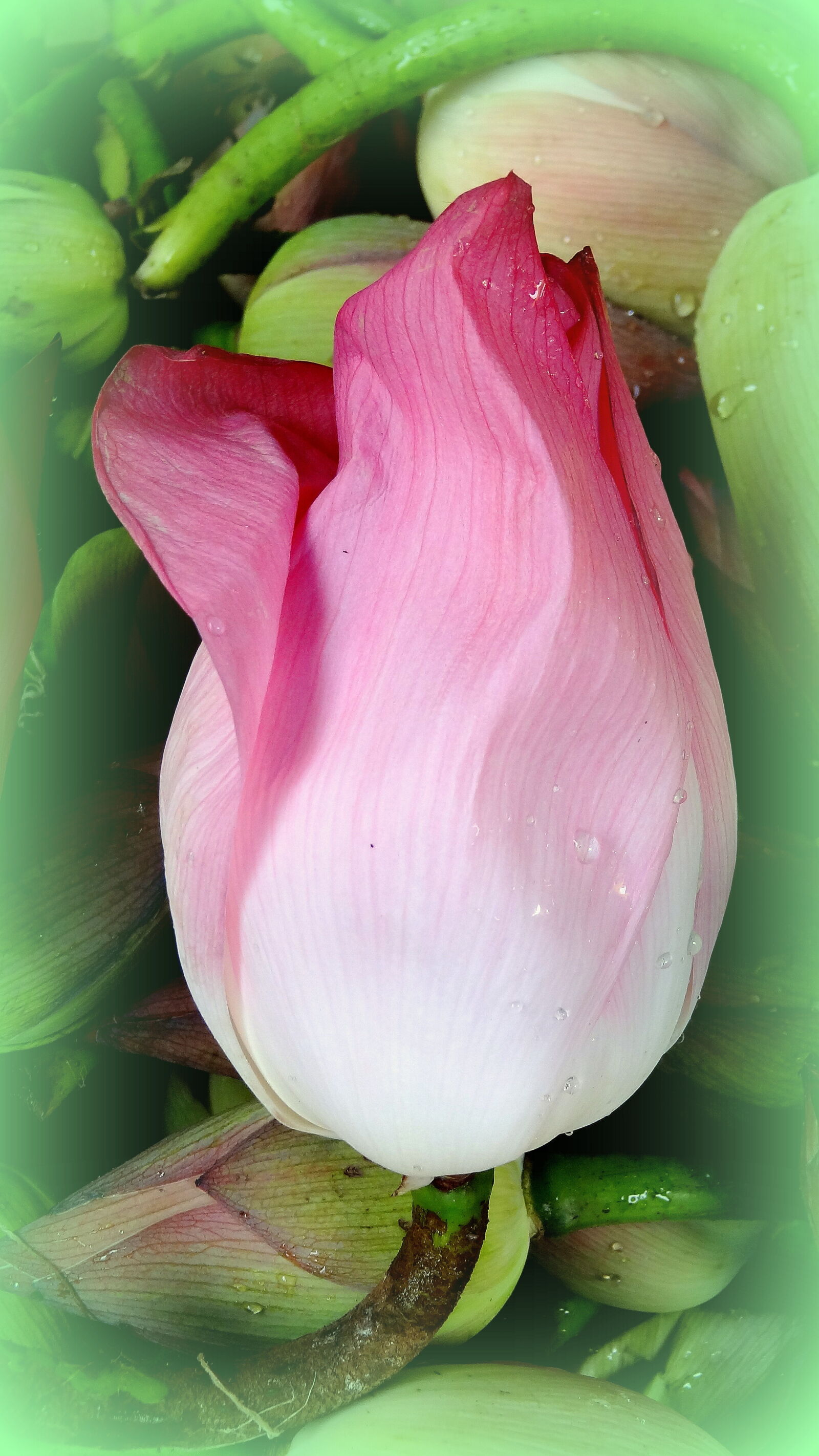 Sony Cyber-shot DSC-HX9V sample photo. Close, up, of, pink photography