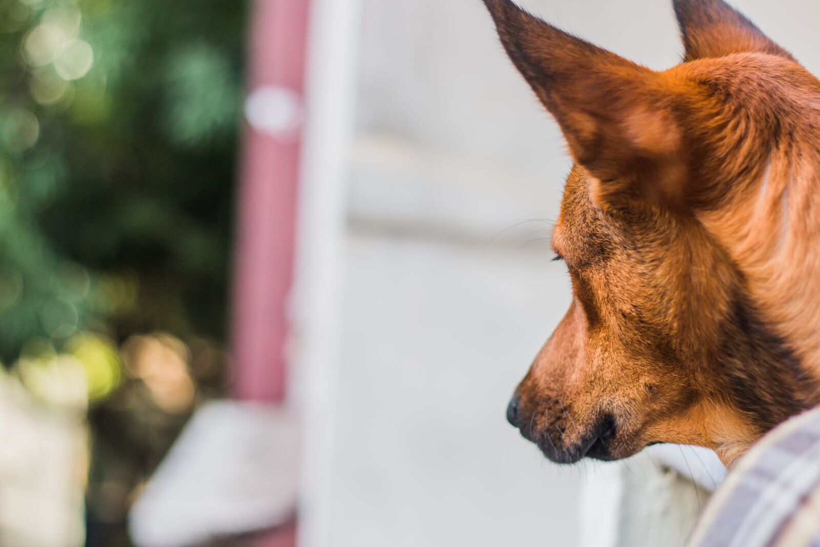 Canon EOS 70D + Canon EF 50mm F1.8 II sample photo. Dog, paw, animal photography