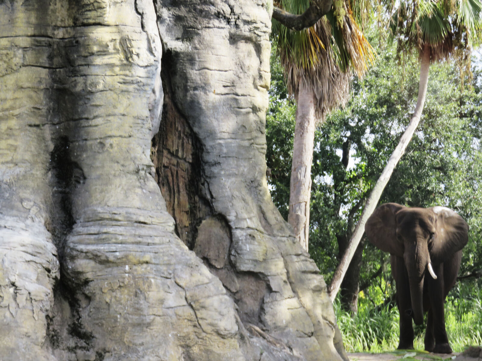 Canon PowerShot SX710 HS sample photo. Elephant, nature photography