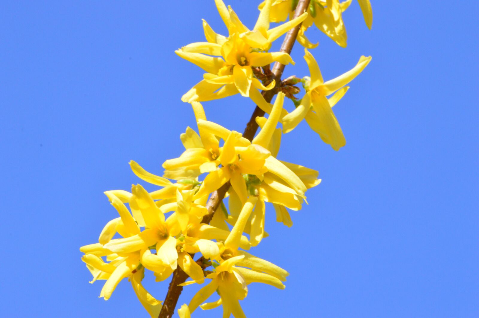 Nikon D3200 sample photo. Laburnum, yellow, flower photography