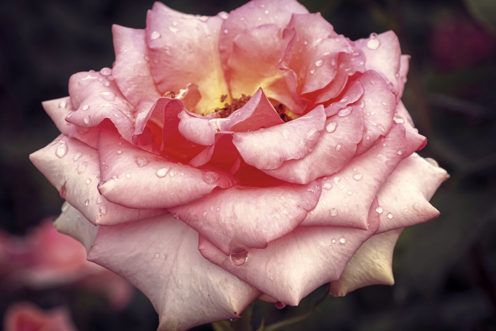 Sony DT 18-135mm F3.5-5.6 SAM sample photo. Rose, blossom, bloom photography