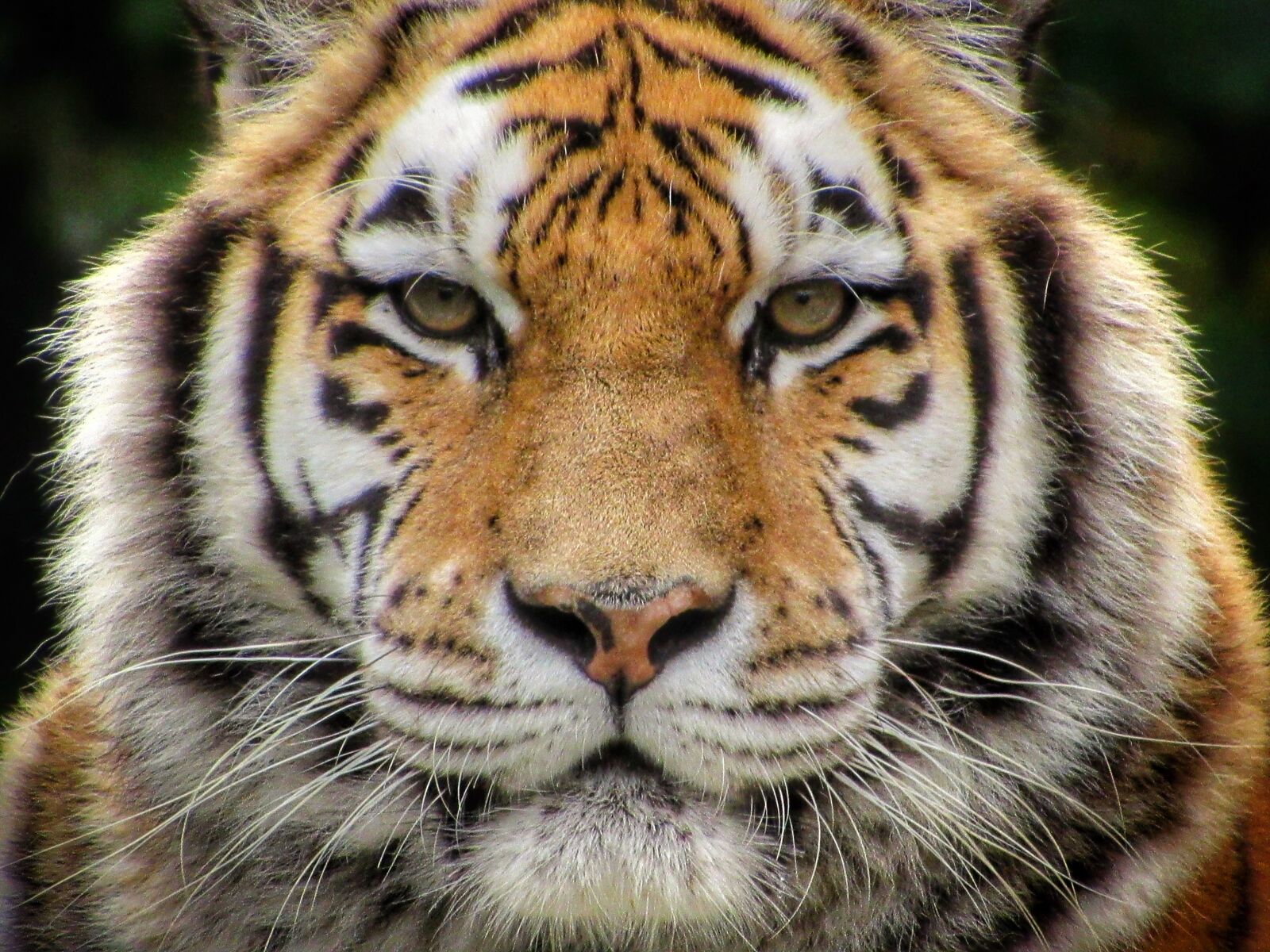 Canon PowerShot SX530 HS sample photo. Tiger, siberian, predator photography