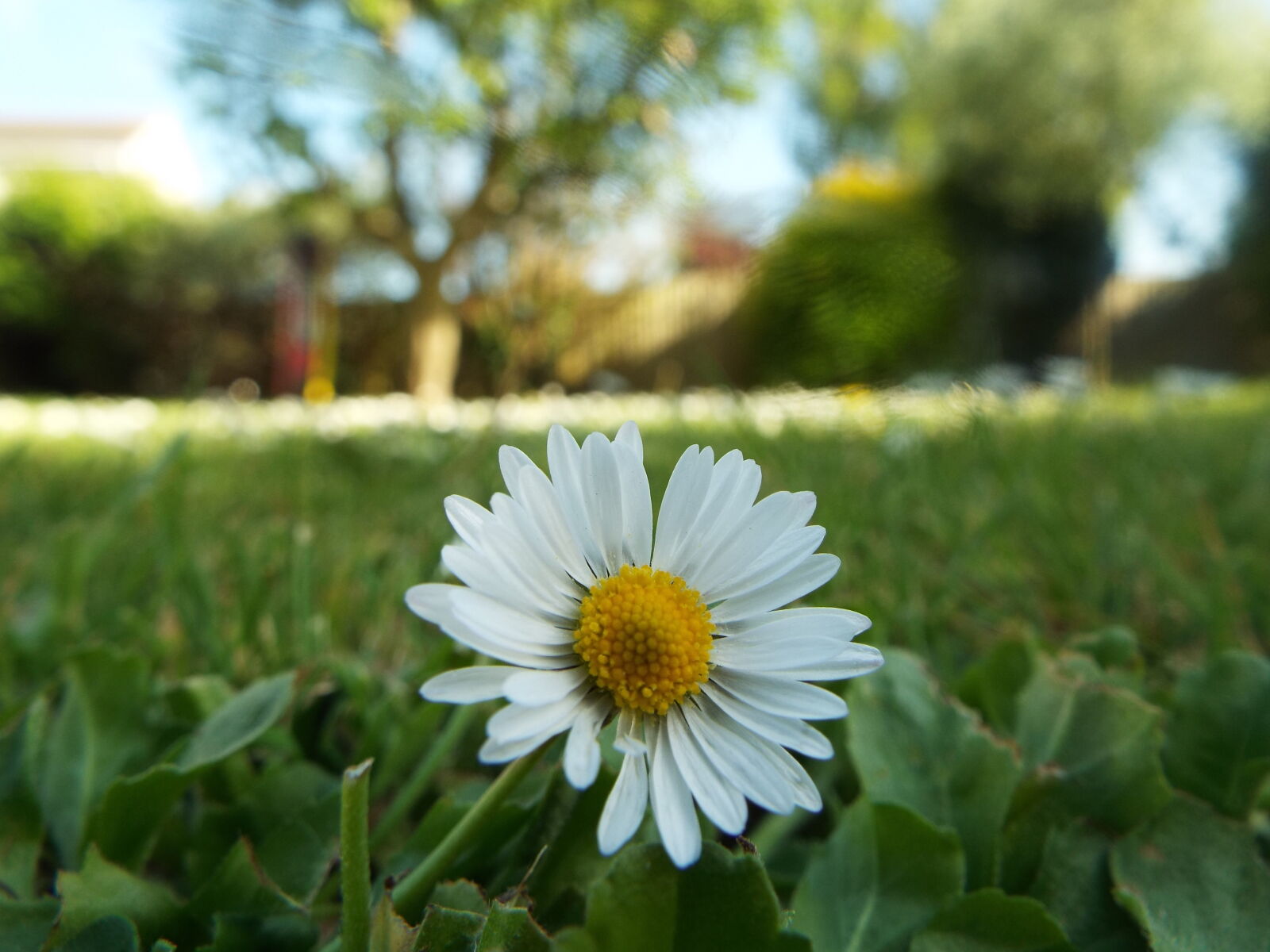 Fujifilm FinePix S9900W S9950W sample photo. Bloom, blossom, daisy, field photography