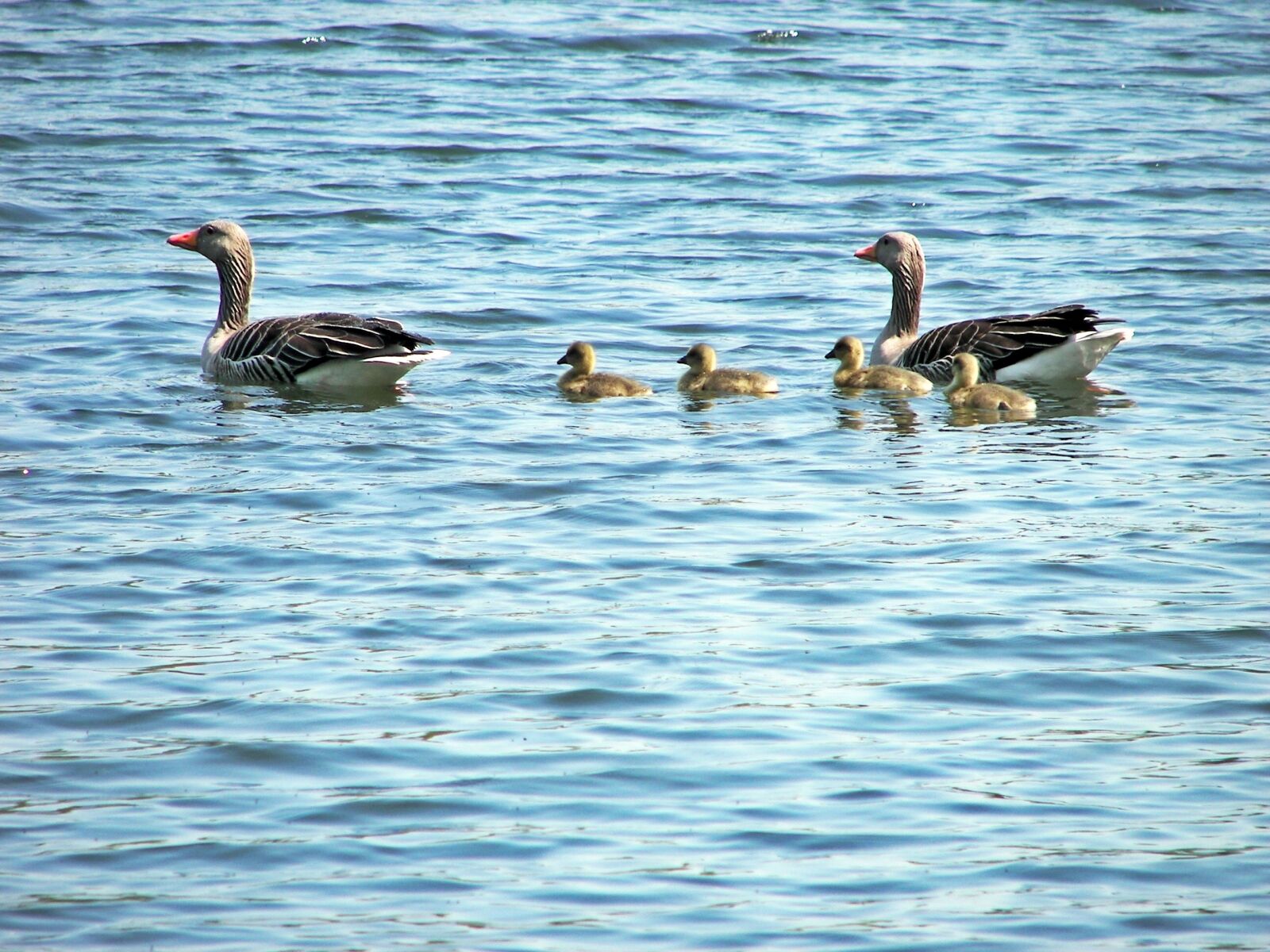 Kodak P850 ZOOM DIGITAL CAMERA sample photo. Duck family, animal, grossensee photography