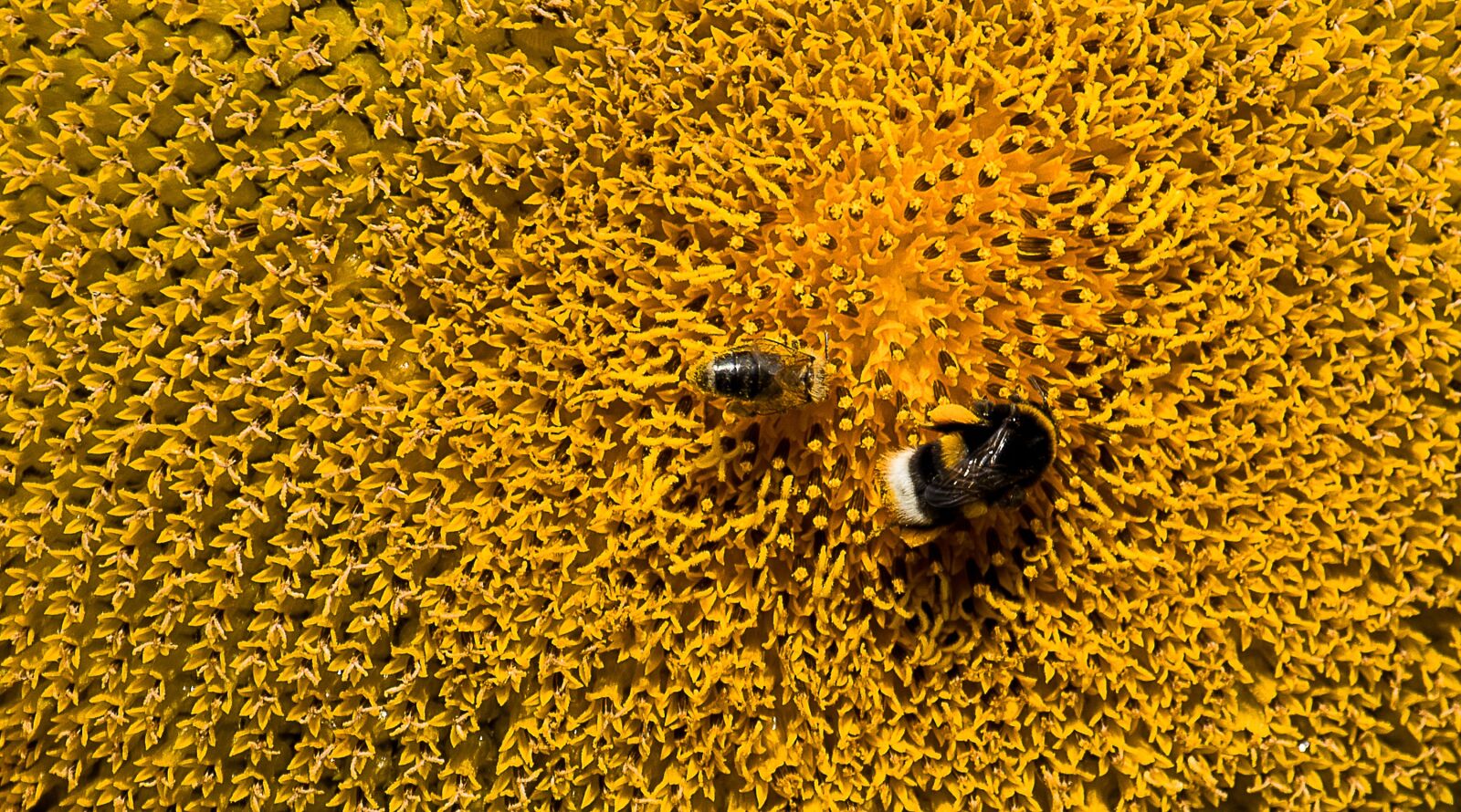 Canon EF-S 55-250mm F4-5.6 IS STM sample photo. Sunflower, plant, blossom photography