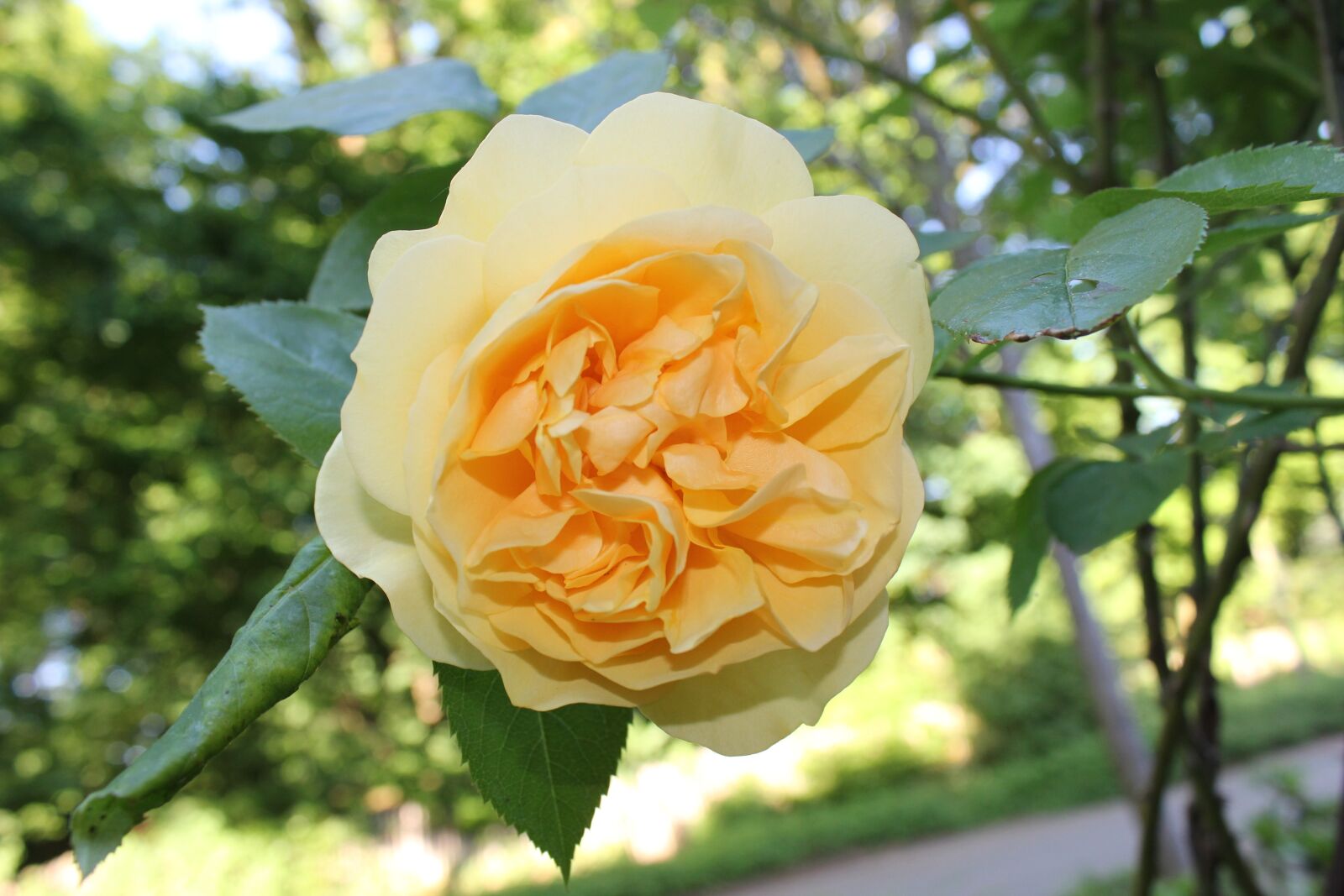 Canon EOS 550D (EOS Rebel T2i / EOS Kiss X4) sample photo. Flower, plant, yellow flower photography