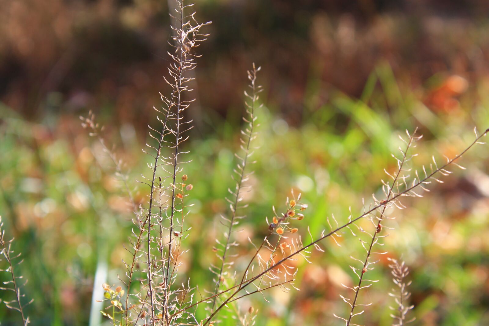 Canon EOS 1100D (EOS Rebel T3 / EOS Kiss X50) sample photo. Plant, nature, autumn photography
