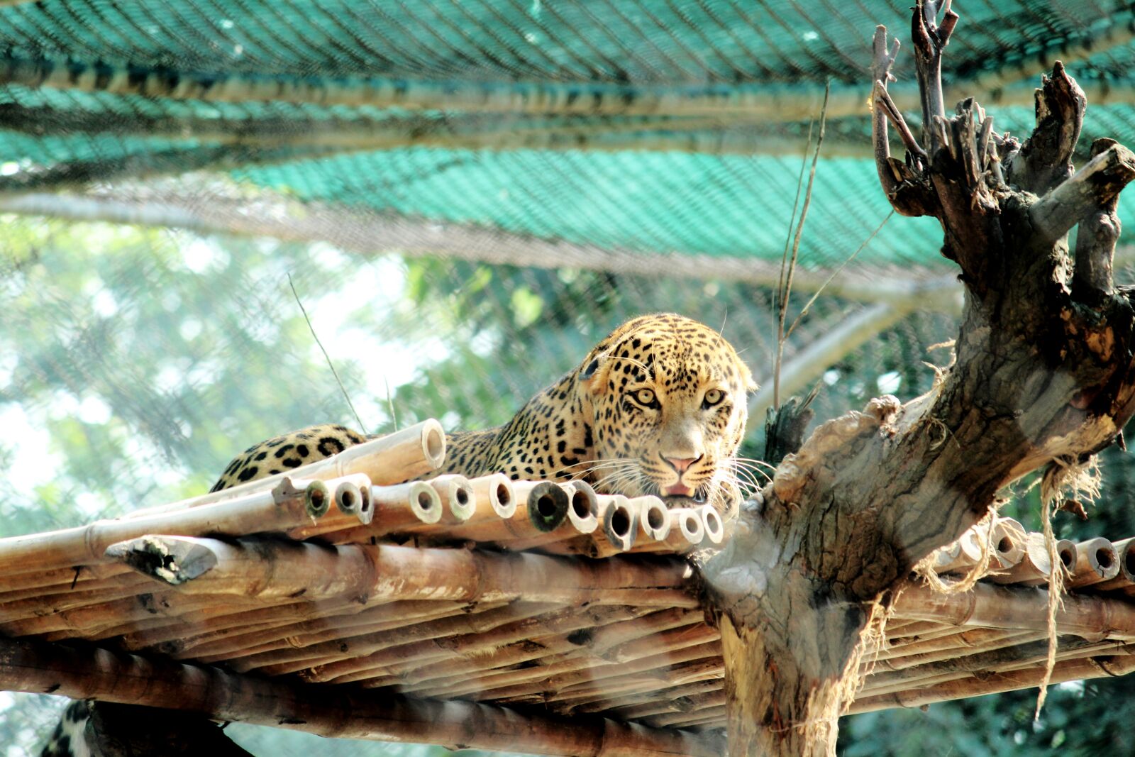 Canon EF-S 55-250mm F4-5.6 IS II sample photo. Tiger, animals, nature photography