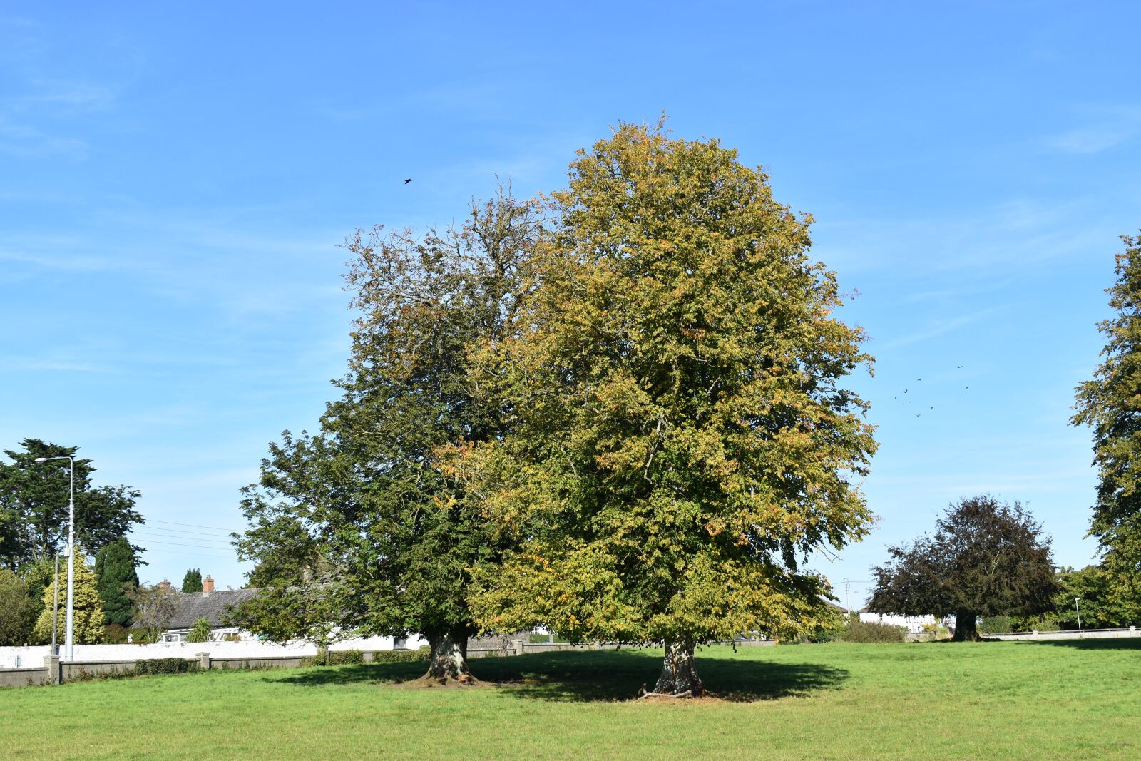 Nikon D3500 sample photo. Trees, sunshine, nature photography