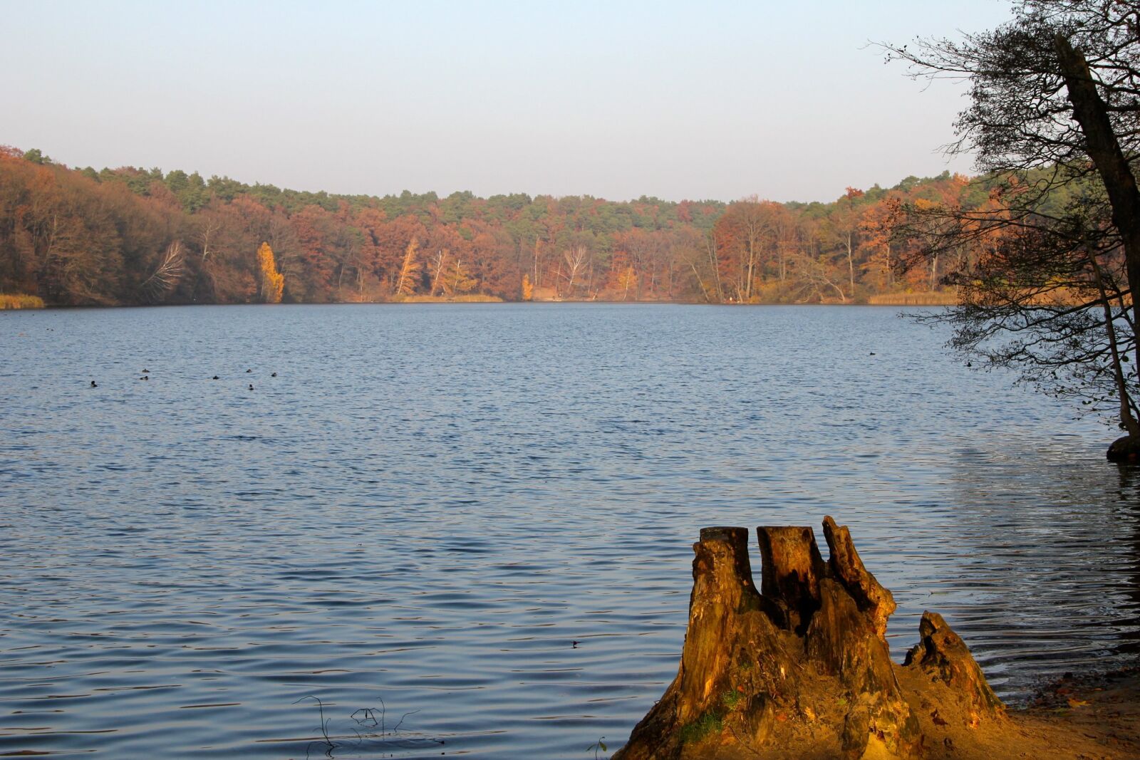 Canon EOS 550D (EOS Rebel T2i / EOS Kiss X4) sample photo. Autumn, trees, schlachtensee photography