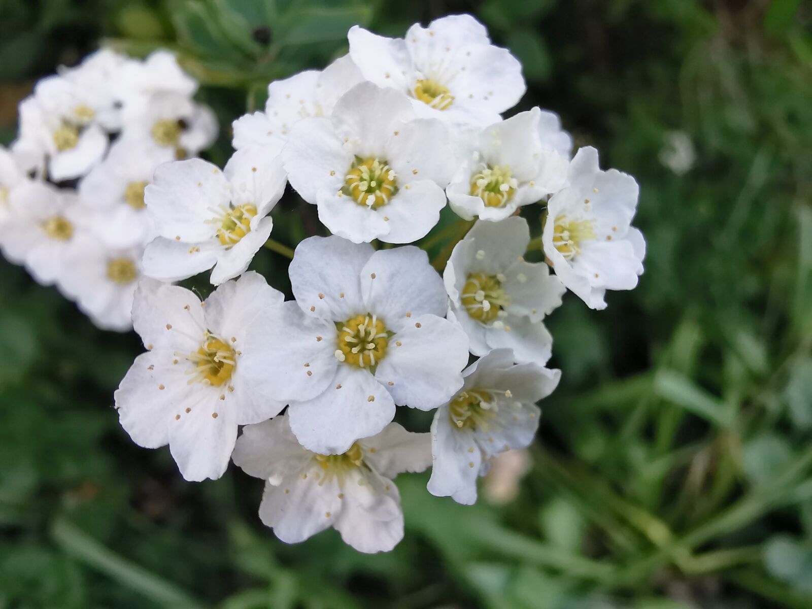 HUAWEI P30 Pro sample photo. Spierstrauch, bride-to-be shrub, spirea photography