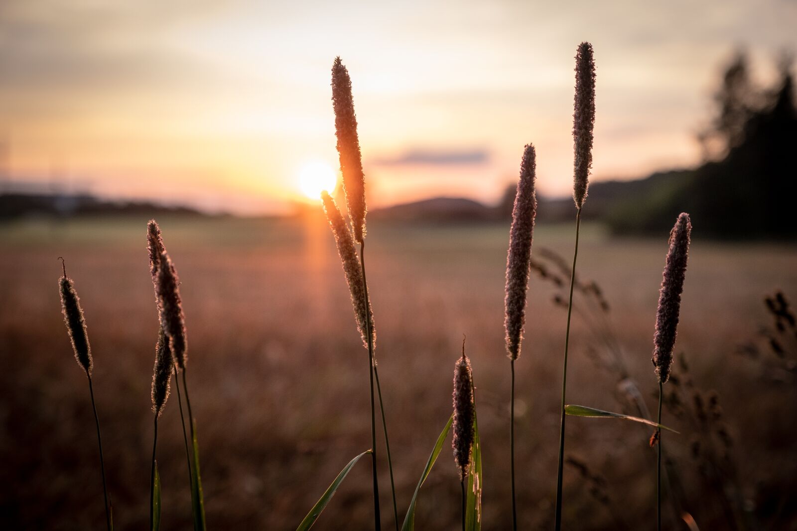Fujifilm XF 16-55mm F2.8 R LM WR sample photo. Cereals, barley, wheat photography