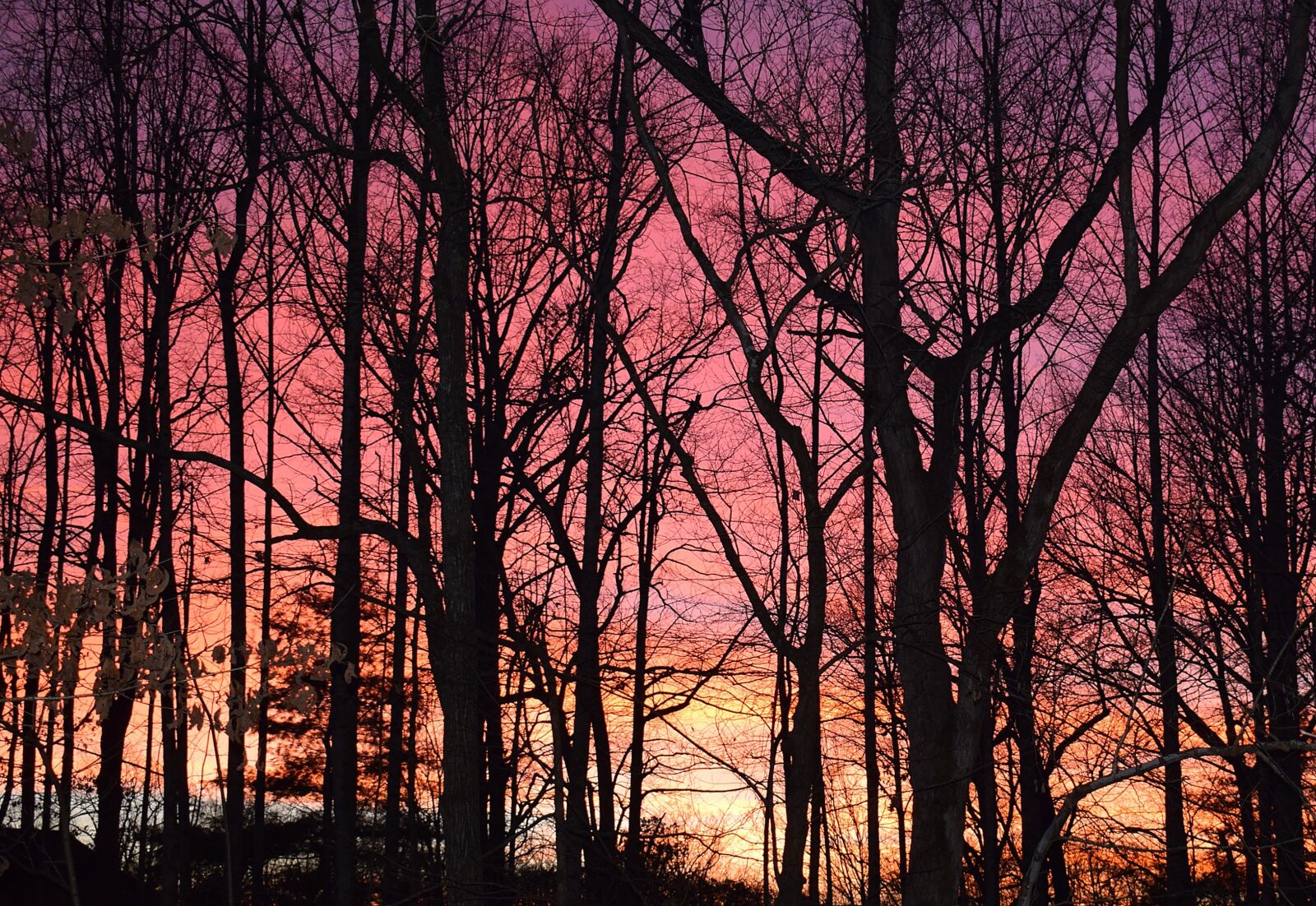 Nikon D3300 sample photo. Sunset through the trees photography