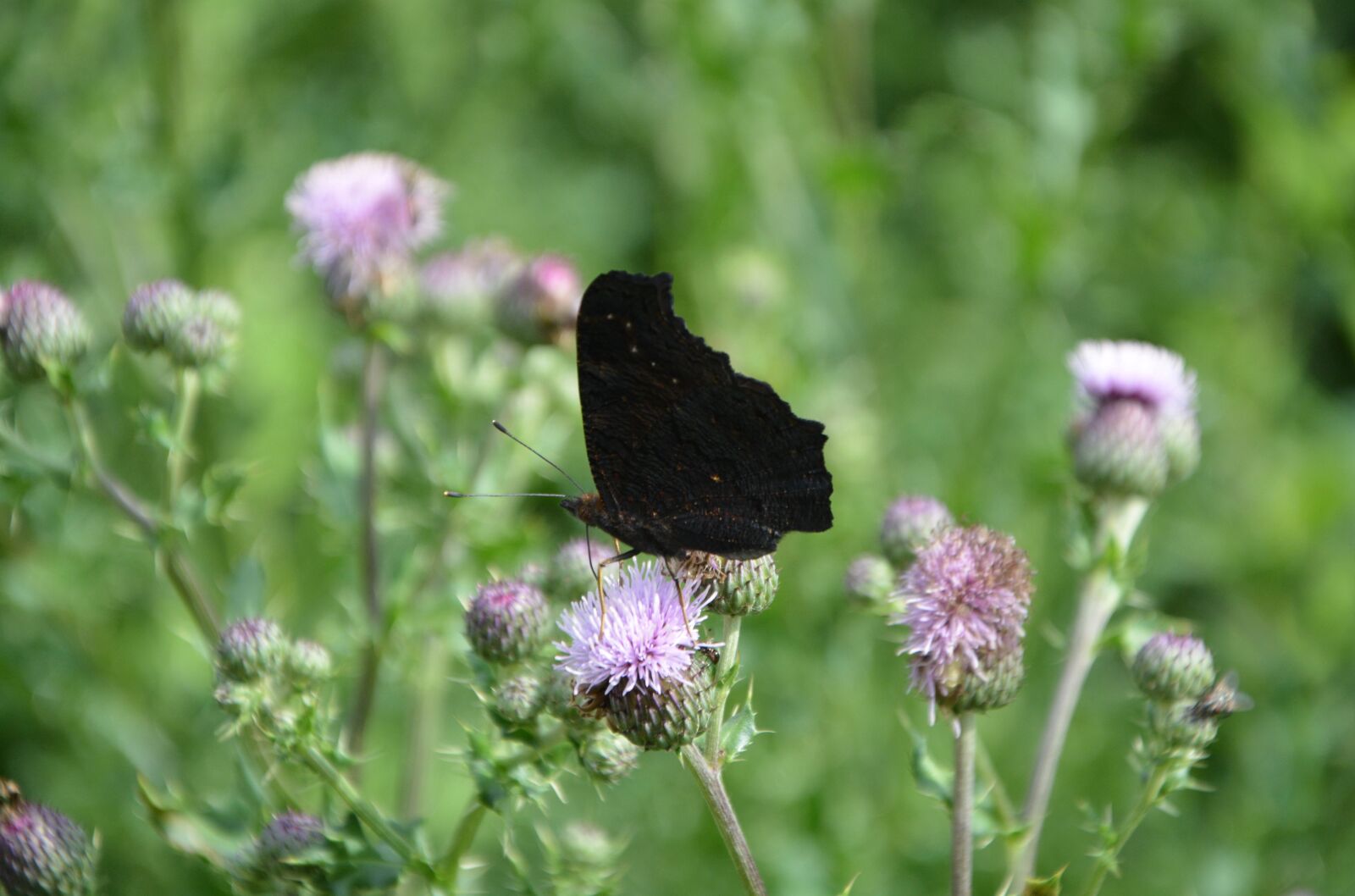 Nikon D5200 sample photo. Insect, butterfly, wings closed photography