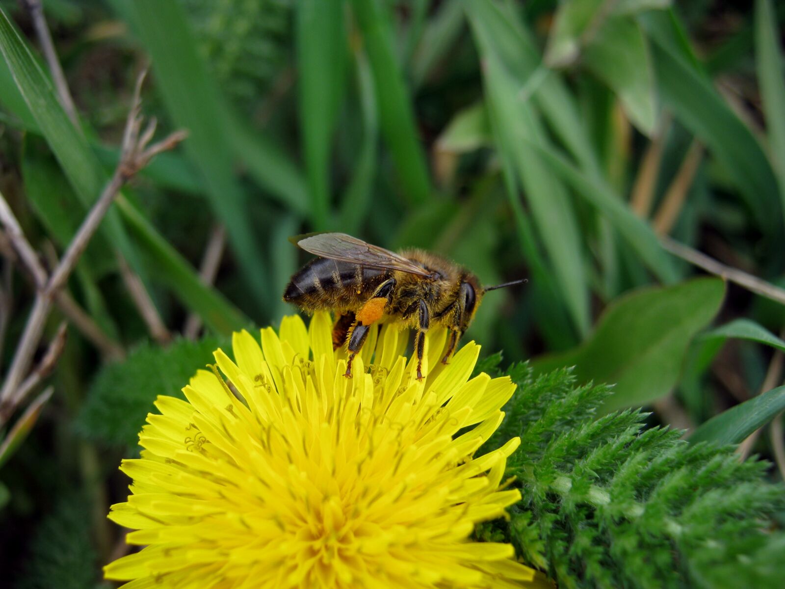 Canon PowerShot A490 sample photo. Bee, dandelion, spring photography