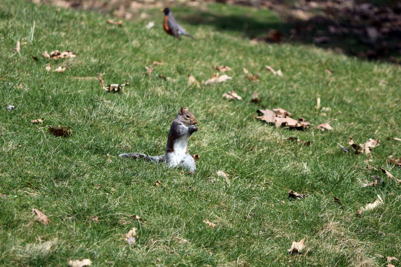 Canon EF-S 55-250mm F4-5.6 IS II sample photo. Squirrel, nature, wildlife photography
