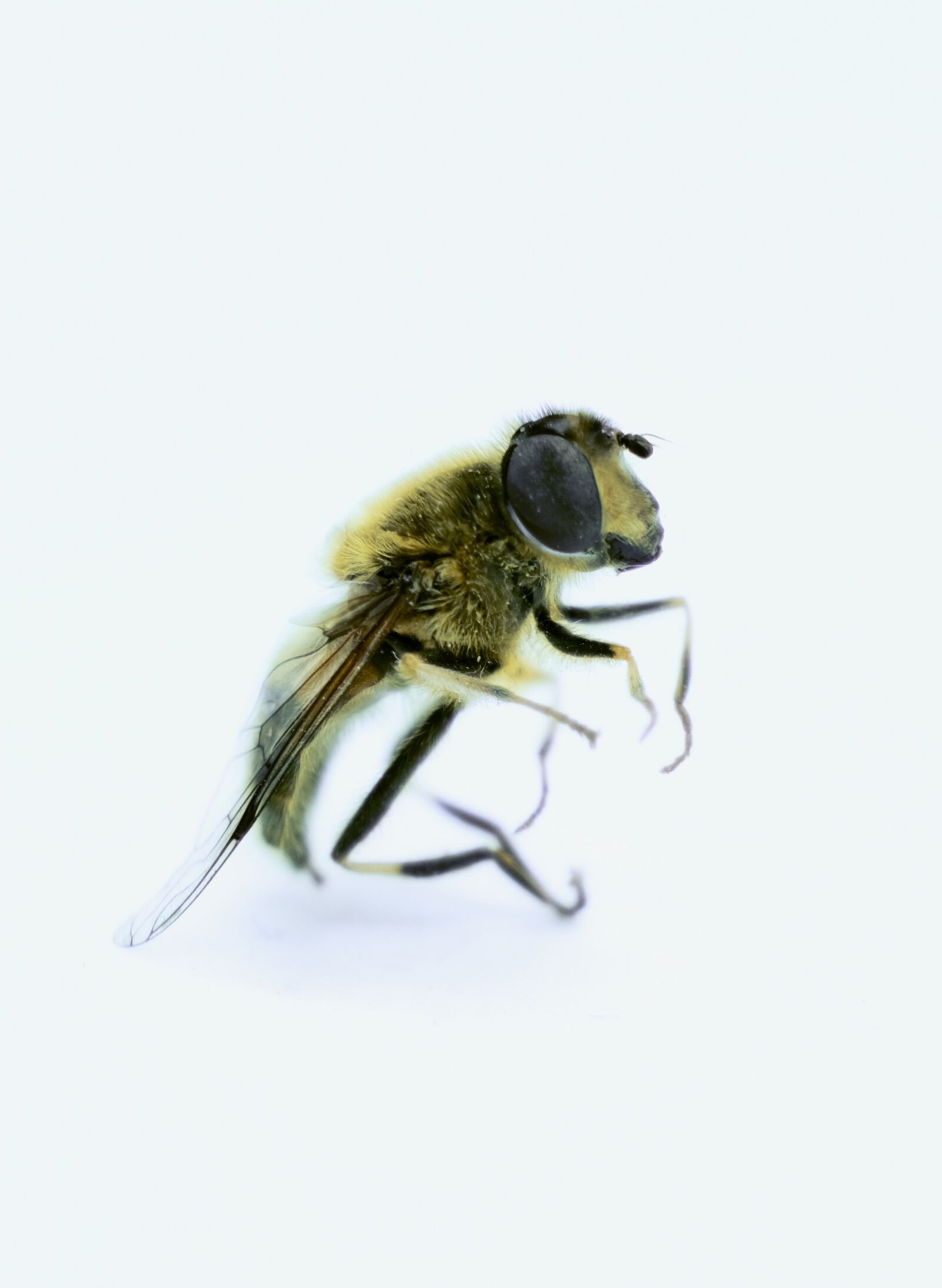 Fujifilm X-T3 sample photo. Bee, isolated bee, insect photography