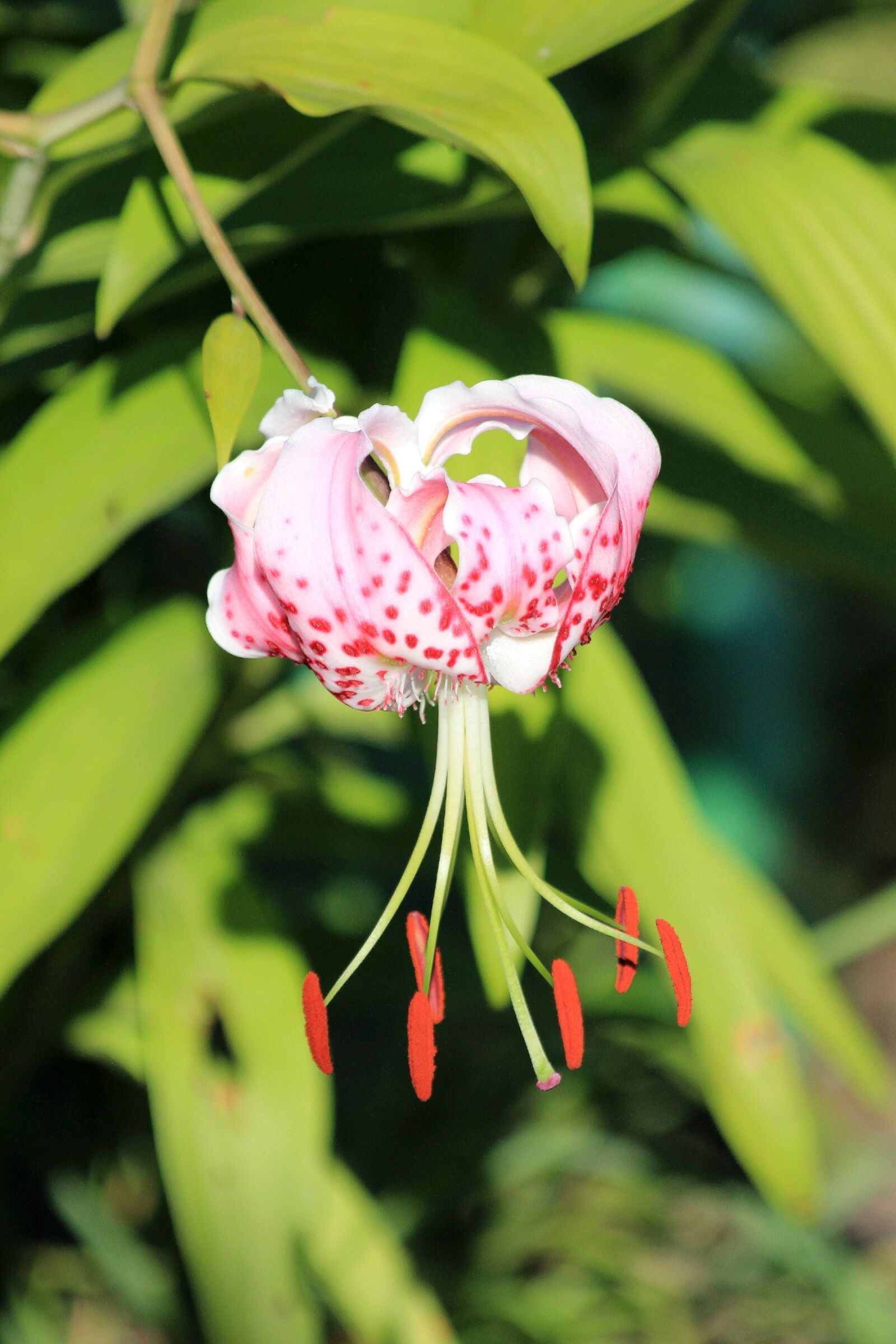 Canon EOS 650D (EOS Rebel T4i / EOS Kiss X6i) sample photo. Lily, garden flower, nature photography