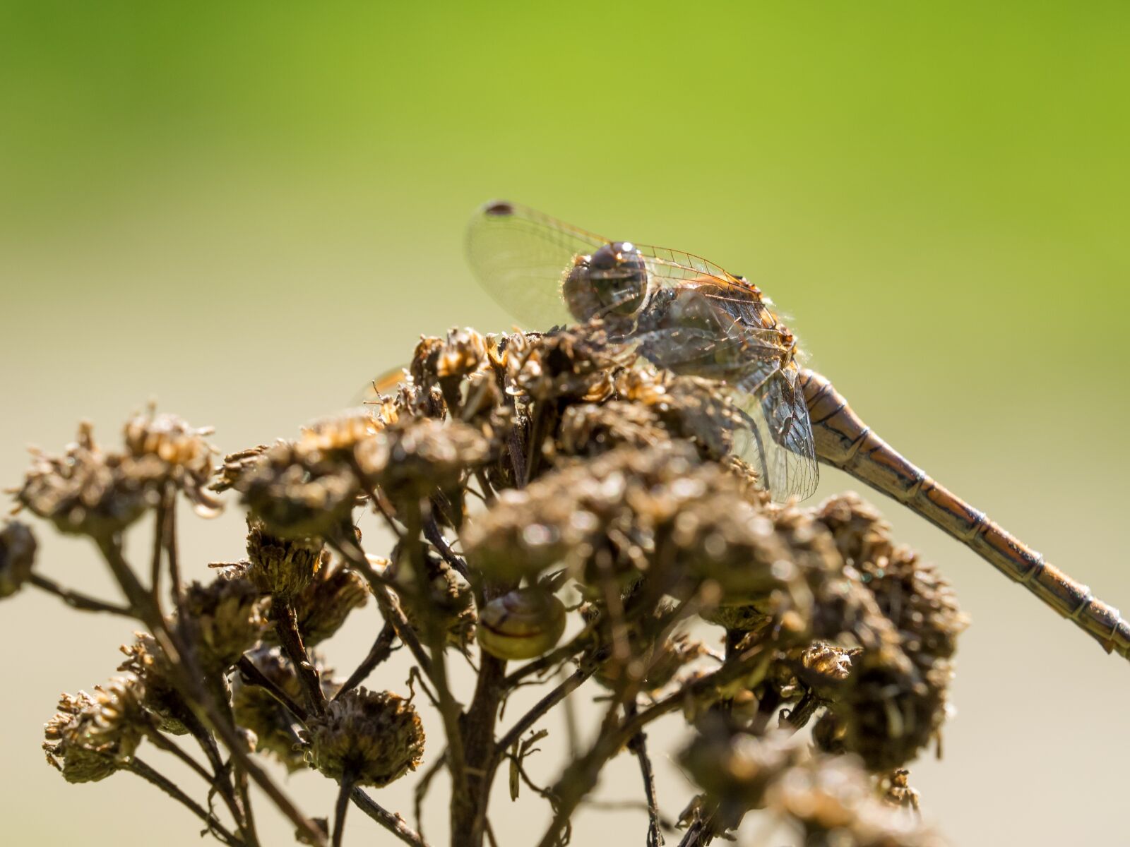 Olympus OM-D E-M1 sample photo. Bug, forest, dragonfly photography