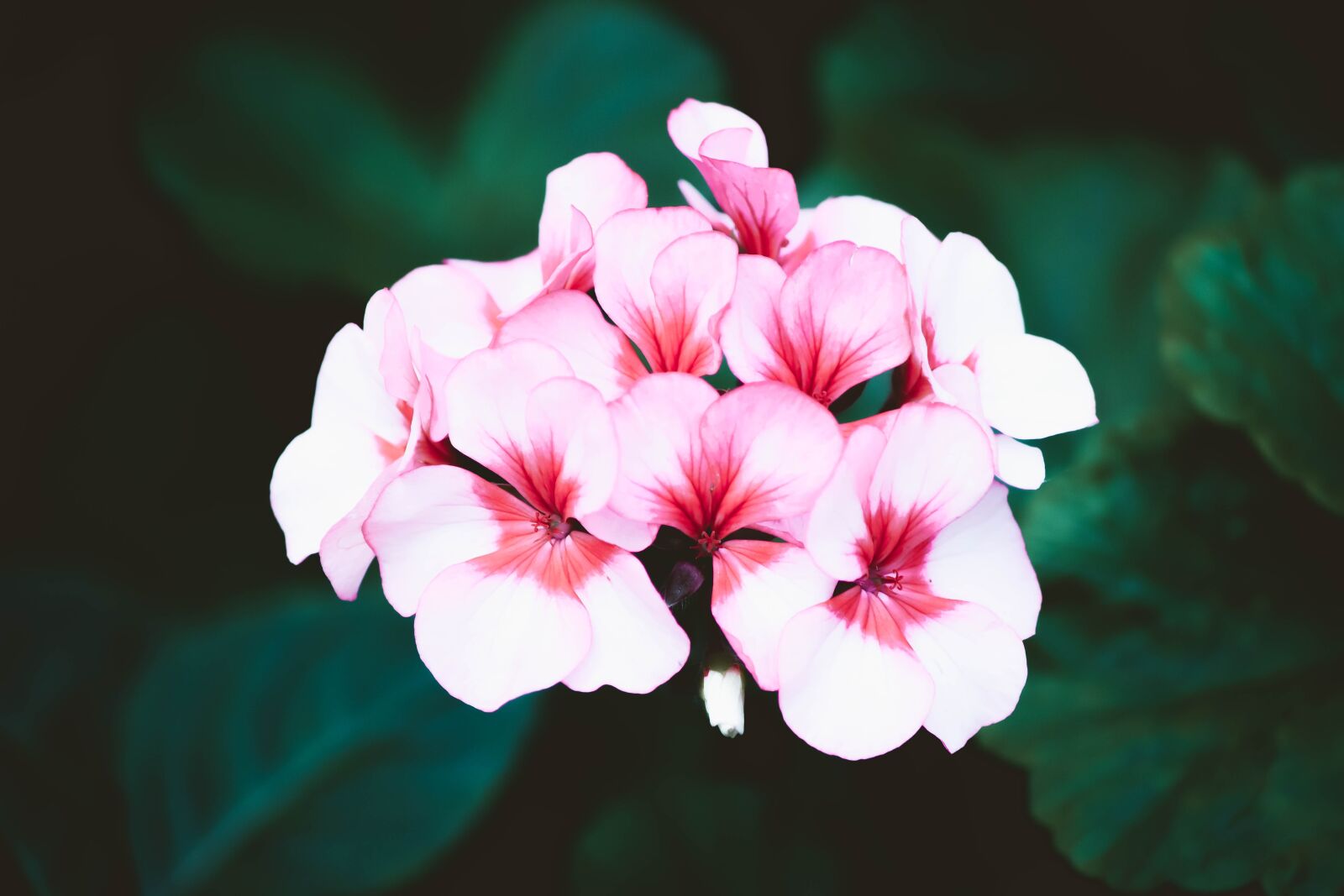 Nikon D5500 sample photo. Flowers, nature, park photography