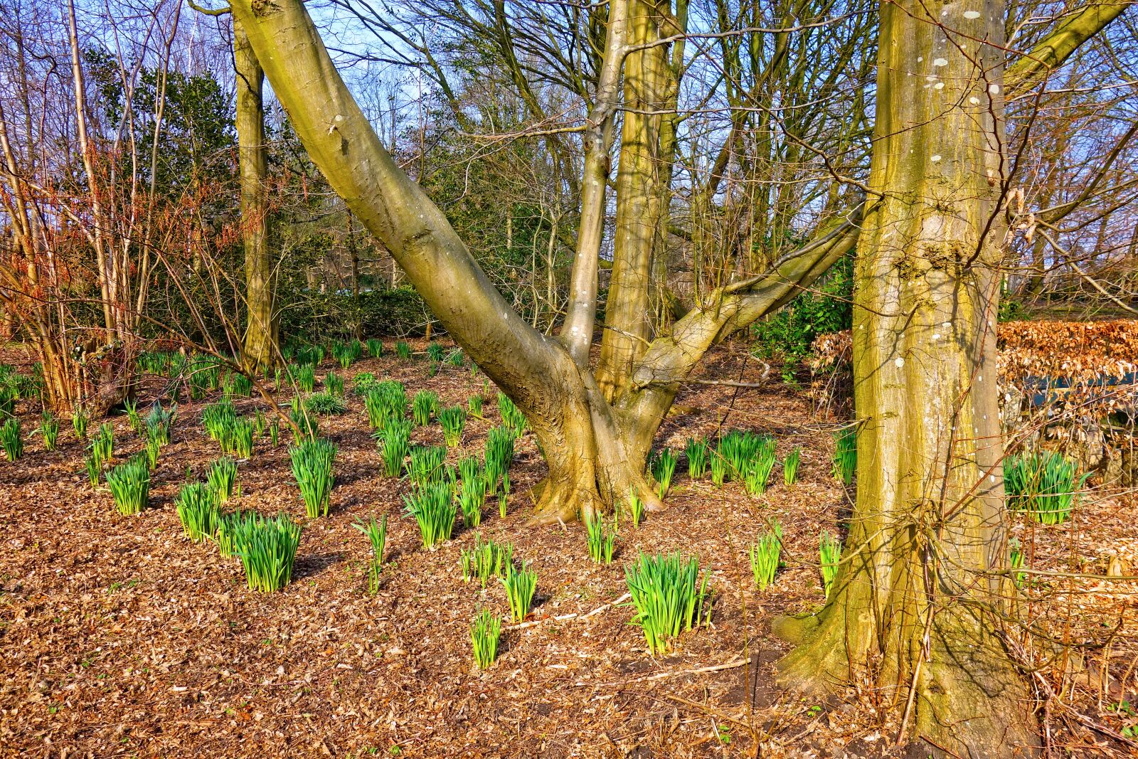 Sony Cyber-shot DSC-RX100 sample photo. Daffodil, narcissus, plant photography
