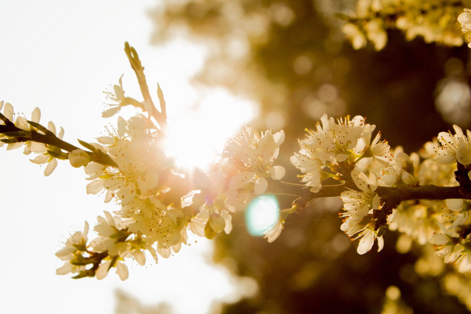 Canon EOS 600D (Rebel EOS T3i / EOS Kiss X5) sample photo. Flowers, plant, nature photography