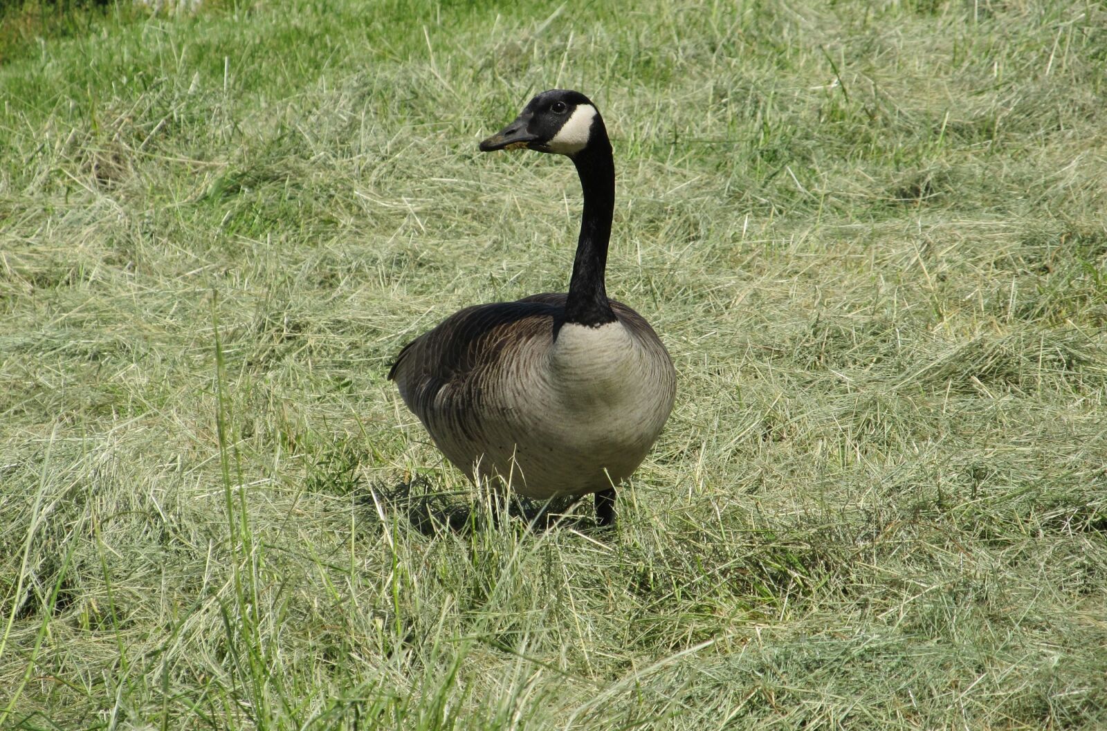 Canon PowerShot SX130 IS sample photo. Goose, canadian, bird photography