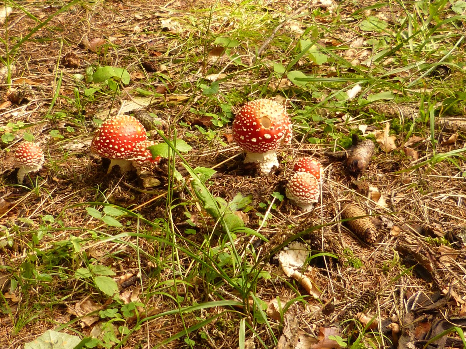 Panasonic DMC-FZ62 sample photo. Mushrooms, matryoshka, toxic photography