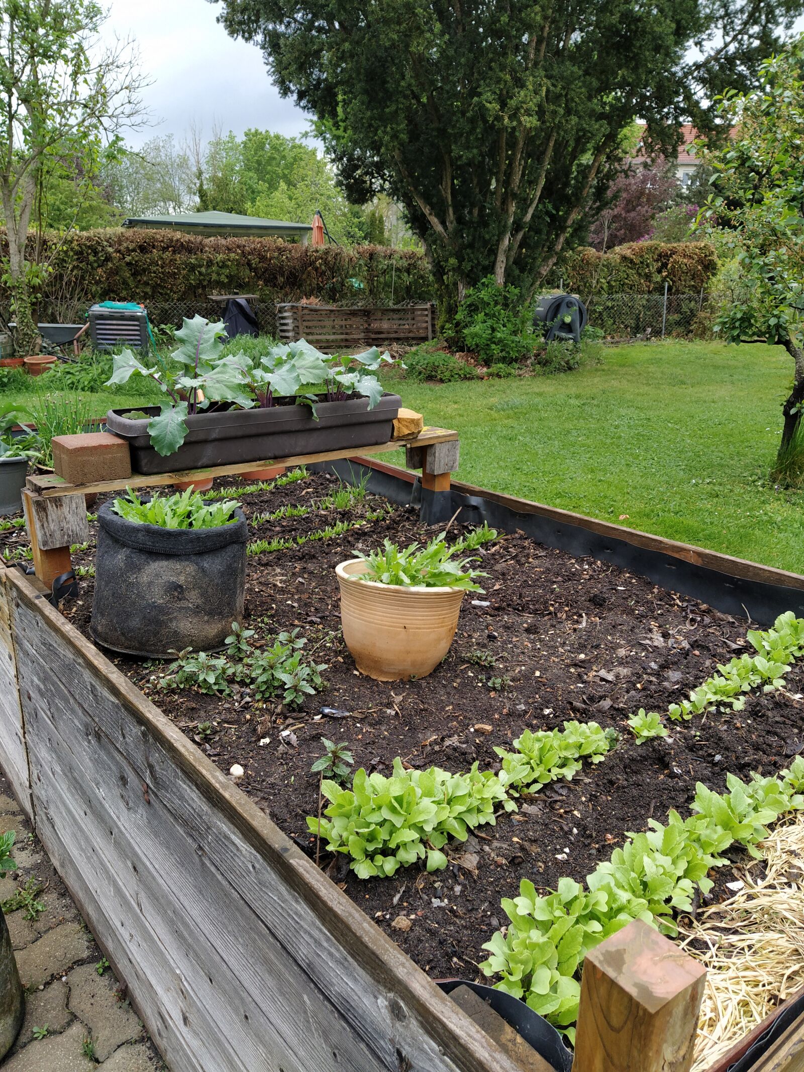 Xiaomi Mi A3 sample photo. Raised bed, garden, radish photography