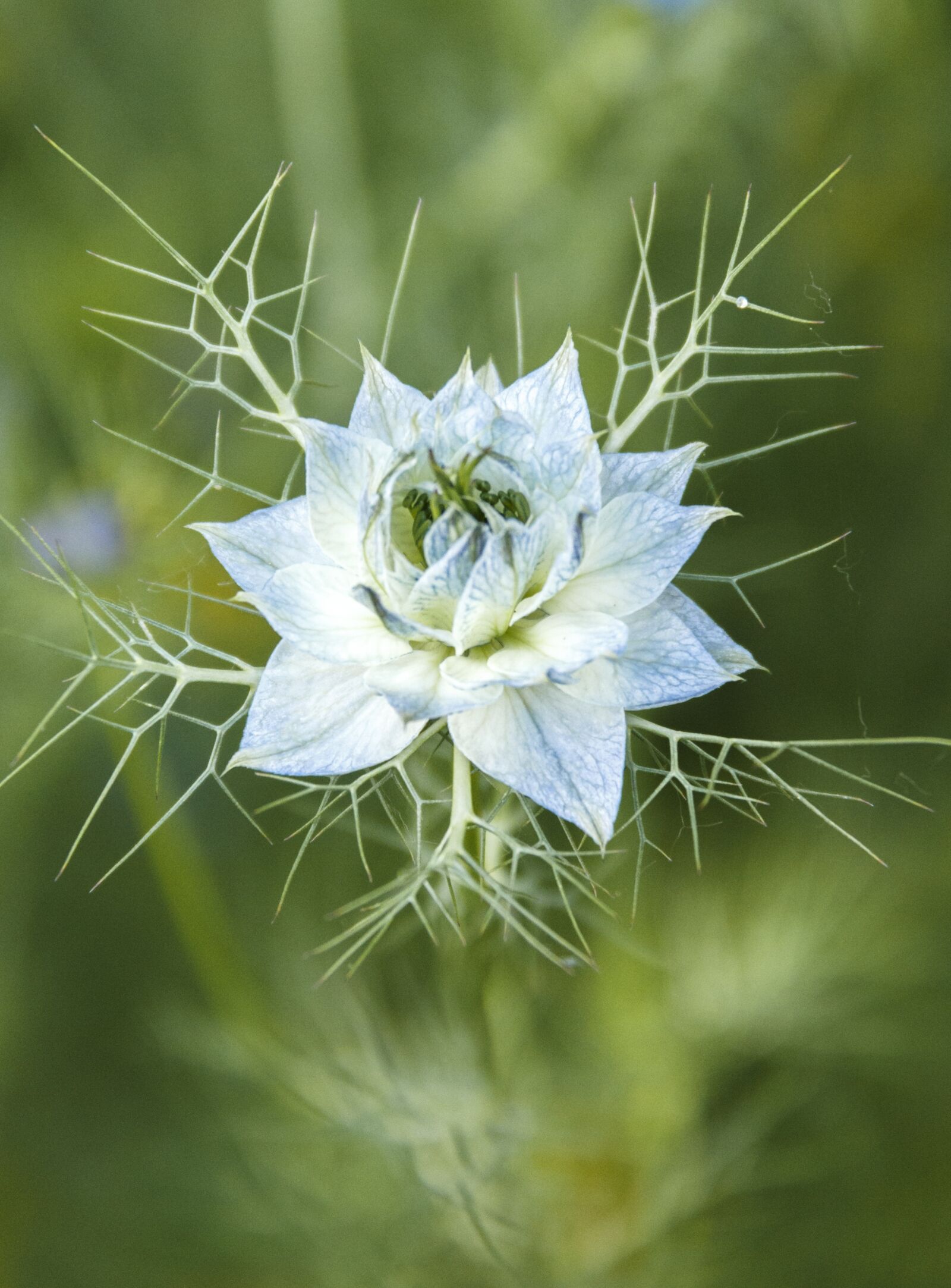 Canon EF-S 18-200mm F3.5-5.6 IS sample photo. Flower, plant, garden photography