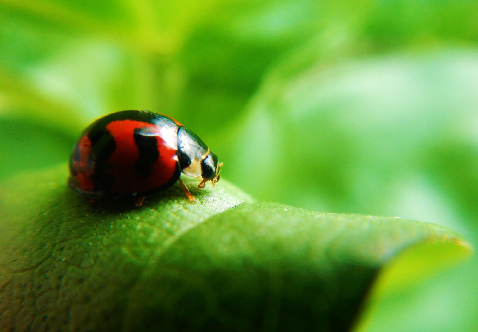 Nikon Coolpix AW110 sample photo. Coquito, ladybug, beetle photography