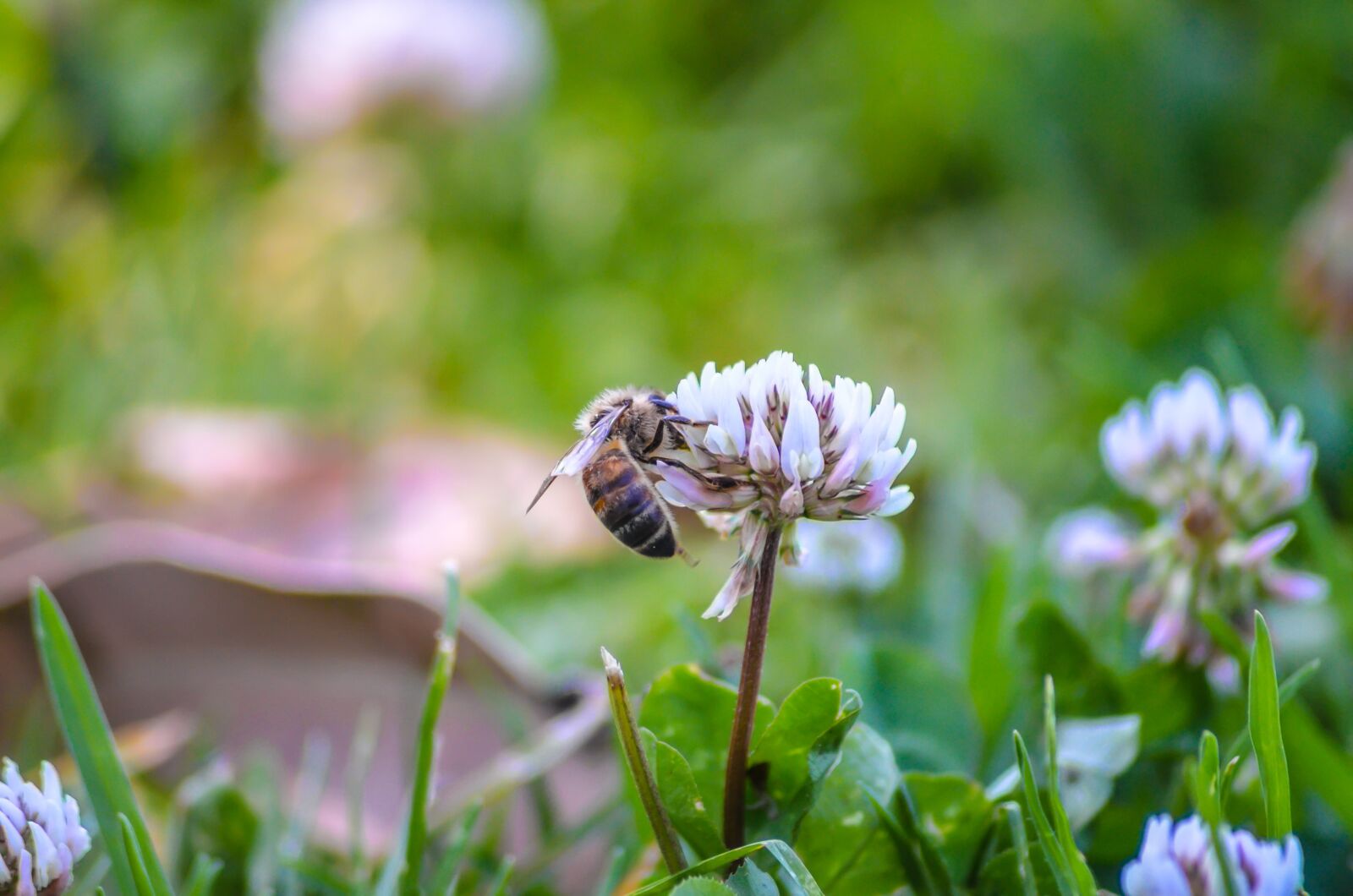 Nikon D5100 sample photo. Bee, flowers, nature photography