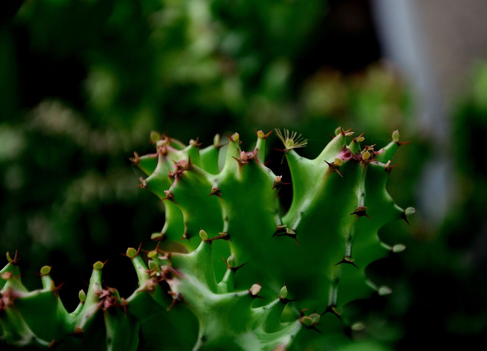 Nikon D7000 sample photo. Flower, bone, dragon photography