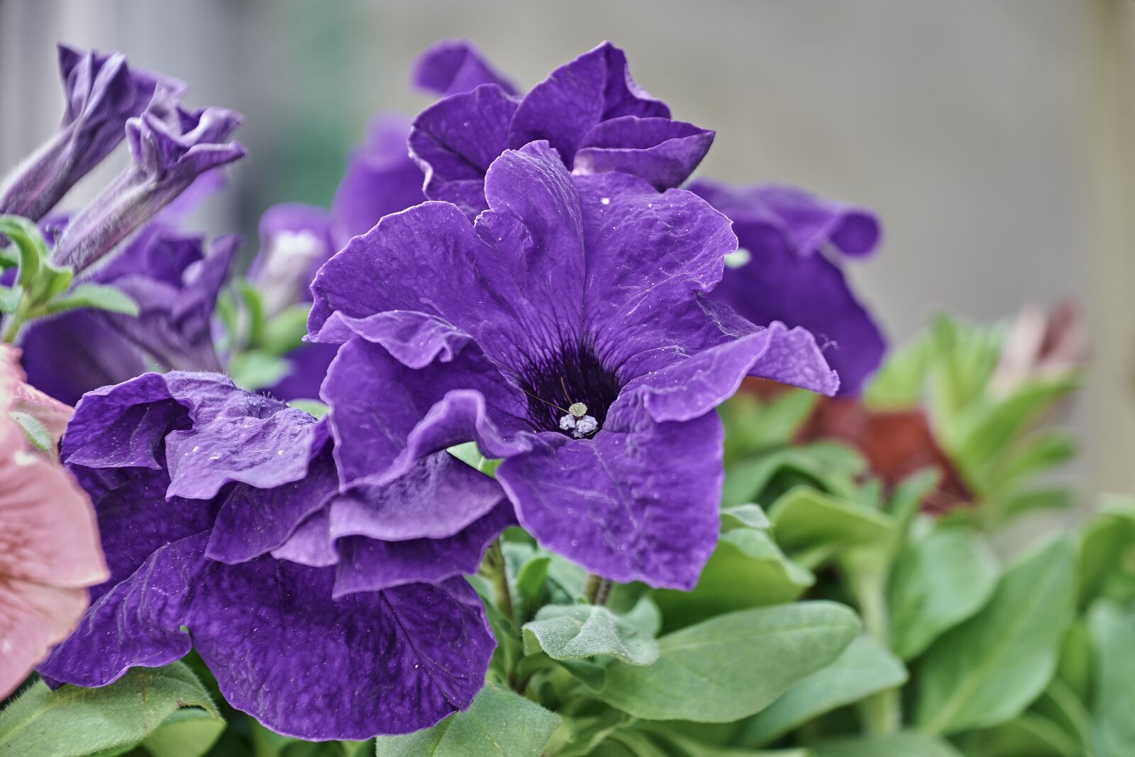 Nikon D7200 sample photo. Flower, garden, spring photography