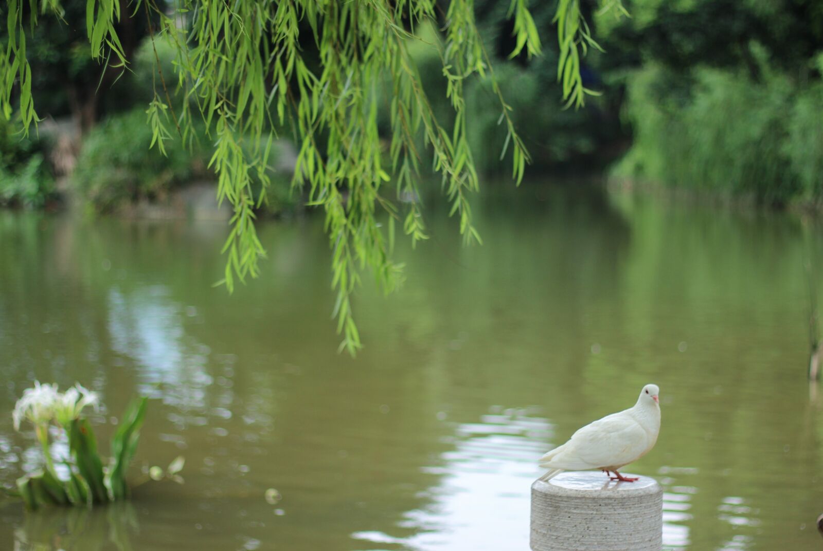 Canon EOS 600D (Rebel EOS T3i / EOS Kiss X5) + Canon EF 50mm F1.8 II sample photo. Pigeon, lake, willow photography