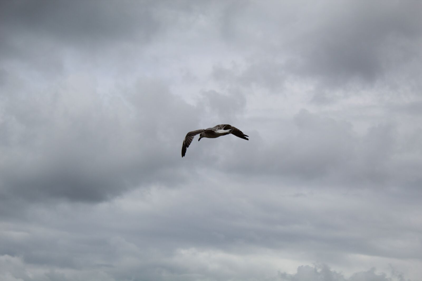 Canon EOS 4000D (EOS Rebel T100 / EOS 3000D) sample photo. Seagull, flying, bird photography