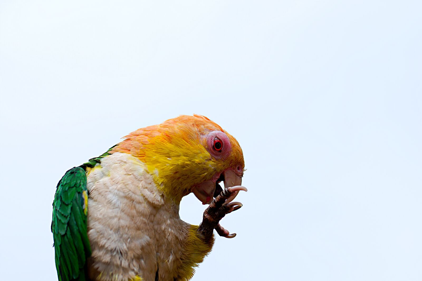 Nikon D3400 sample photo. Fischer, lovebird, parrot photography