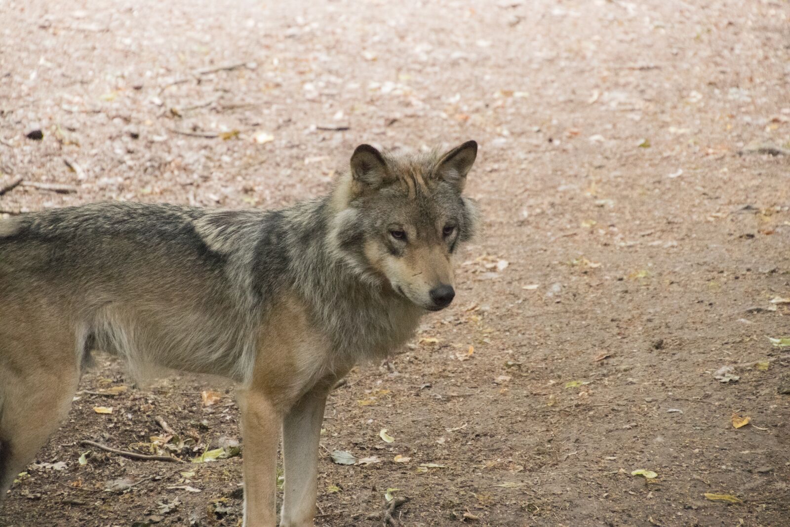 Canon EOS 80D sample photo. Timberwolf, wolf, animal photography